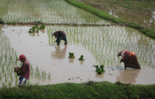 Repiquage du riz par une famille au Laos entre Paksé et la frontière thaïlandaise. Fabienne Ribeyre©Cirad