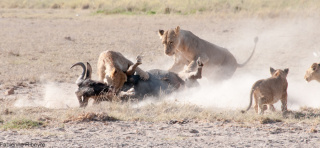 Les lionnes passent à l'attaque (parc national d'Amboseli, Kenya). Fabienne Ribeyre © Cirad
