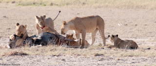 Repas des lionnes (parc national d'Amboseli, Kenya). Fabienne Ribeyre © Cirad
