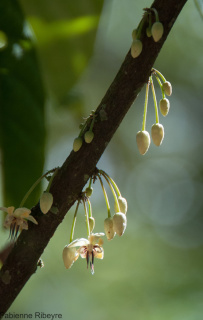 Fleur de cacaoyer (Brésil)