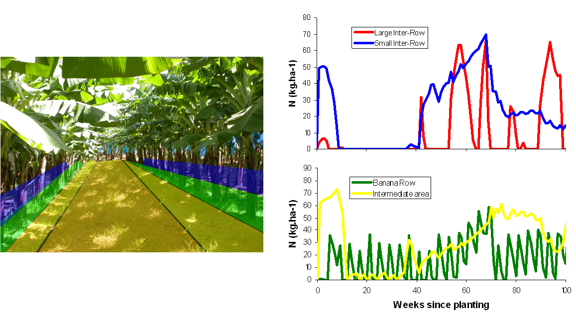 simulation of nitrogen content in different zone of te banana field