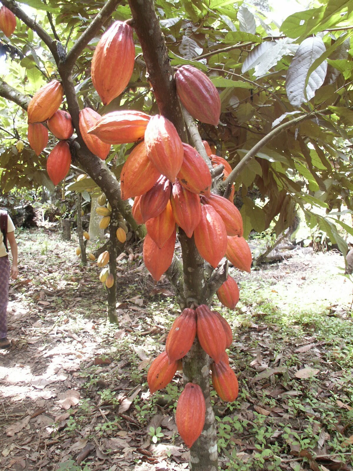 Cocoa pods