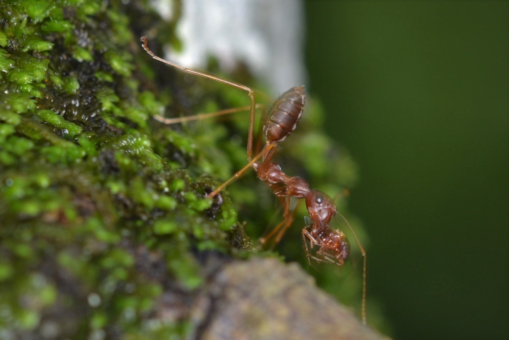 Oecophylla longinoda and its prey