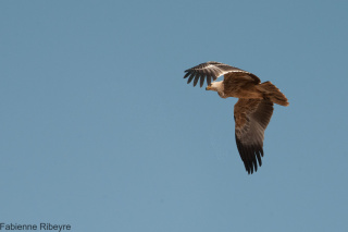 Aigle en vol, Kenya. Fabienne Ribeyre © Cirad