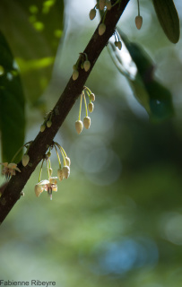 Fleur de cacaoyer détail (Brésil)